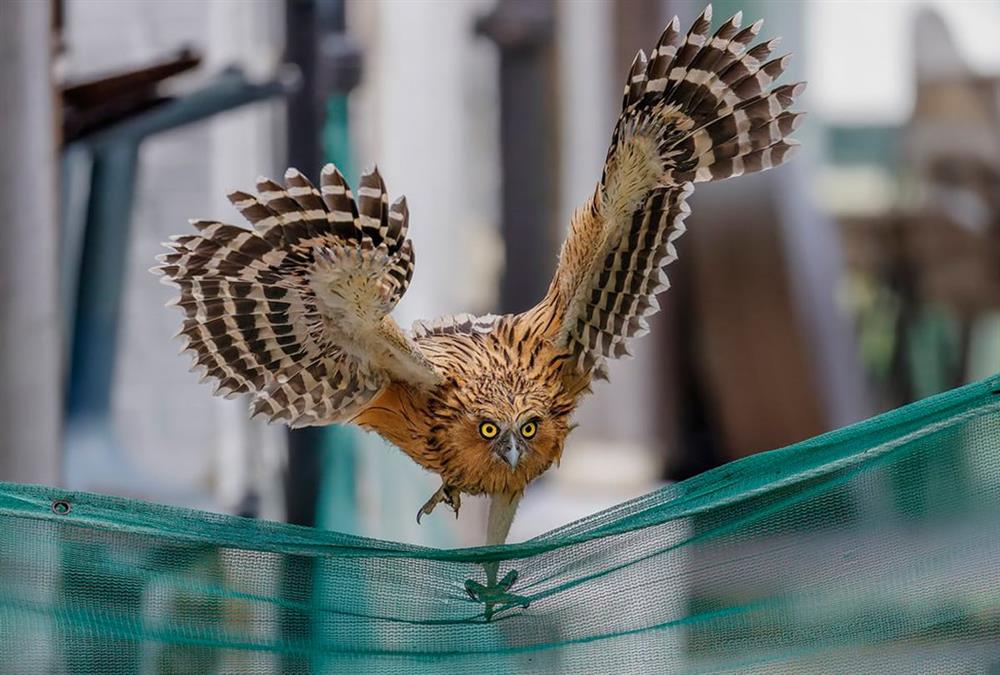 World Nature Photography Awards