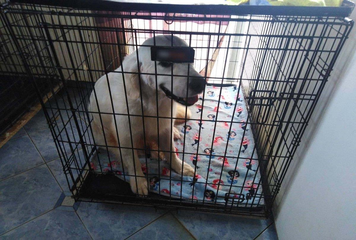 Στοίβαζε στο διαμέρισμά της 16 σκυλιά, υπό άθλιες συνθήκες (φωτογραφίες)