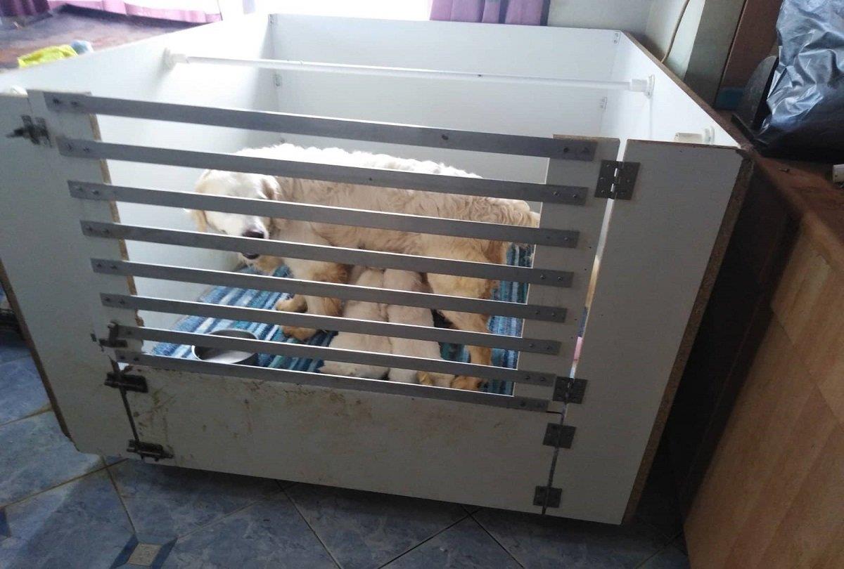 Στοίβαζε στο διαμέρισμά της 16 σκυλιά, υπό άθλιες συνθήκες (φωτογραφίες)