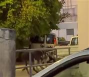 Εξοργιστικό βίντεο: Οδηγός στη Ρόδο σέρνει γαϊδουράκια με αγροτικό - Σχηματίστηκε δικογραφία