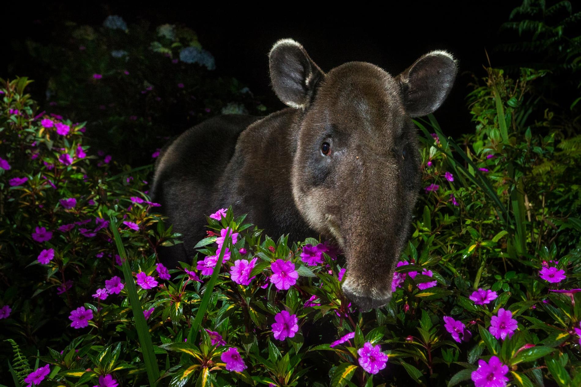 Wildlife Photographer of the Year: Σπάνιες φωτογραφίες άγριων ζώων που κόβουν την ανάσα - Οι 25 φιναλίστ