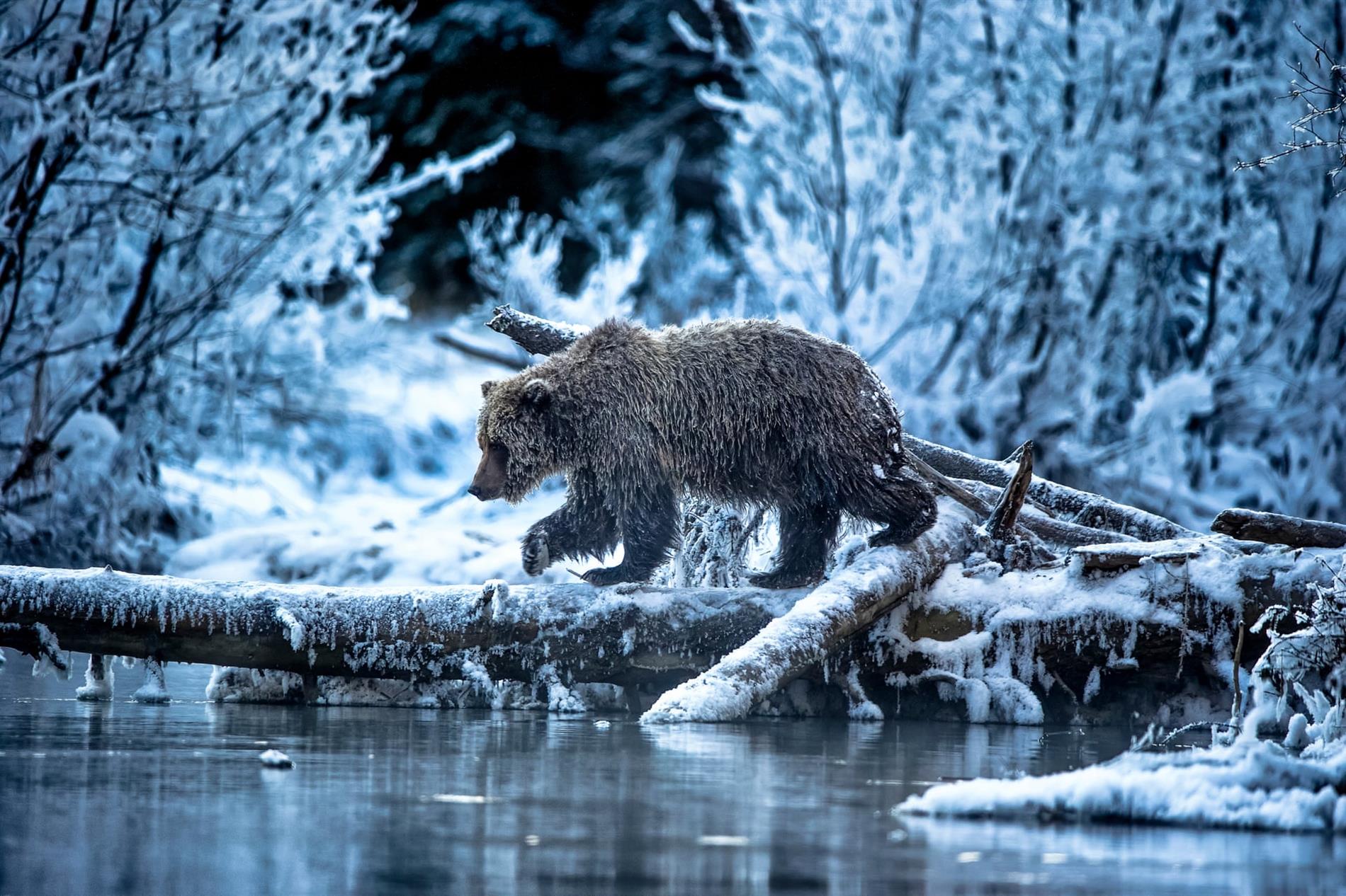 Wildlife Photographer of the Year: Σπάνιες φωτογραφίες άγριων ζώων που κόβουν την ανάσα - Οι 25 φιναλίστ