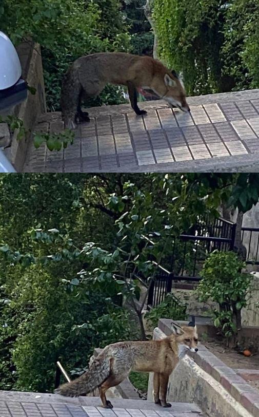 Αλεπού στο Παγκράτι