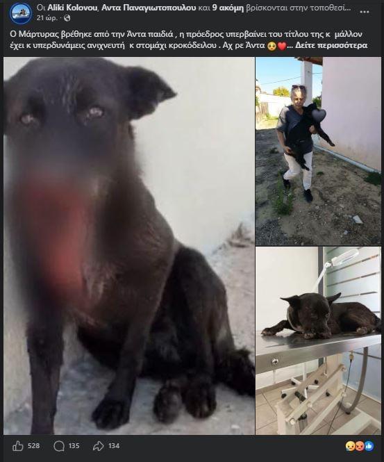 Αποτροπιασμός στην Ηλεία: Πυροβόλησαν στο πρόσωπο αδέσποτο σκύλο