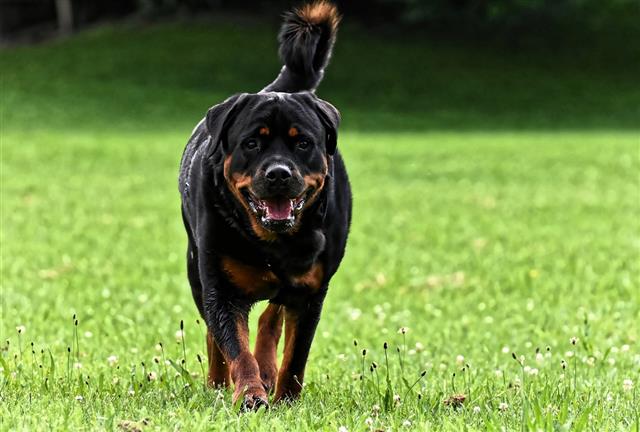 Shocking incident: a 53-year-old woman was eaten by a Rottweiler who tried to feed her