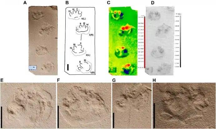 Λεπτομερείς απεικονίσεις της διαδρομής των ιχνών (Journal of South American Earth Sciences)