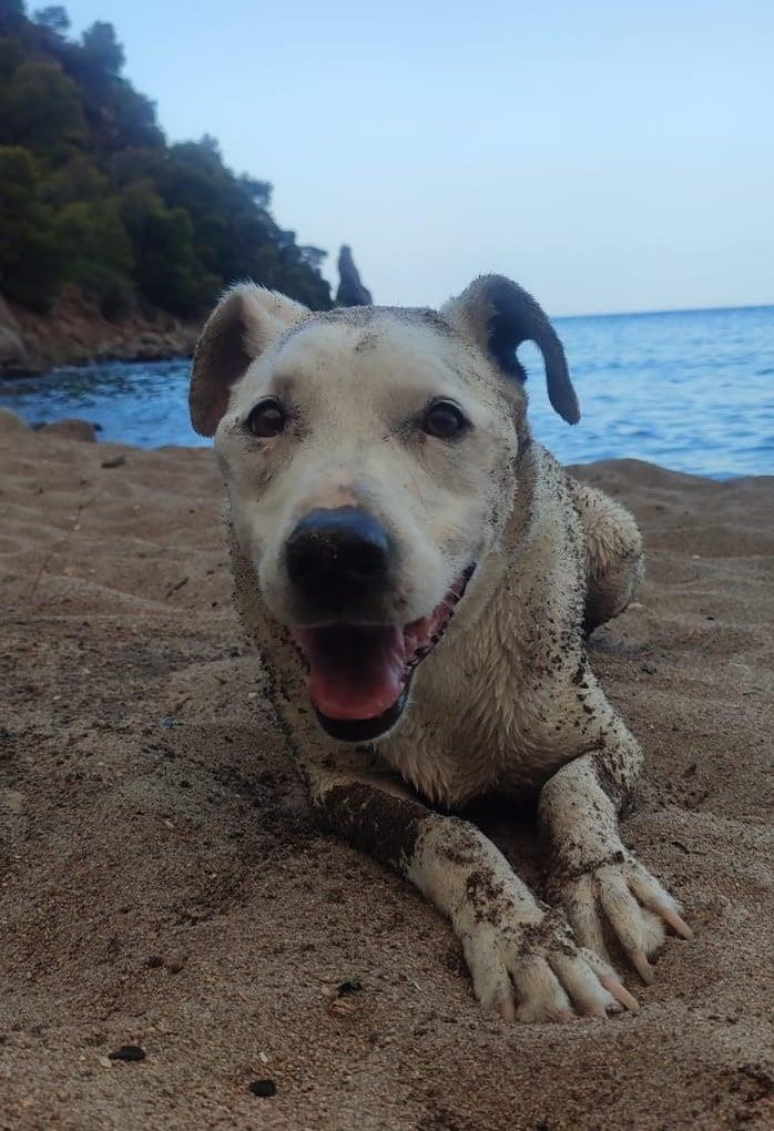 Σκύλος σε παραλία (Adopt a Paw Today)