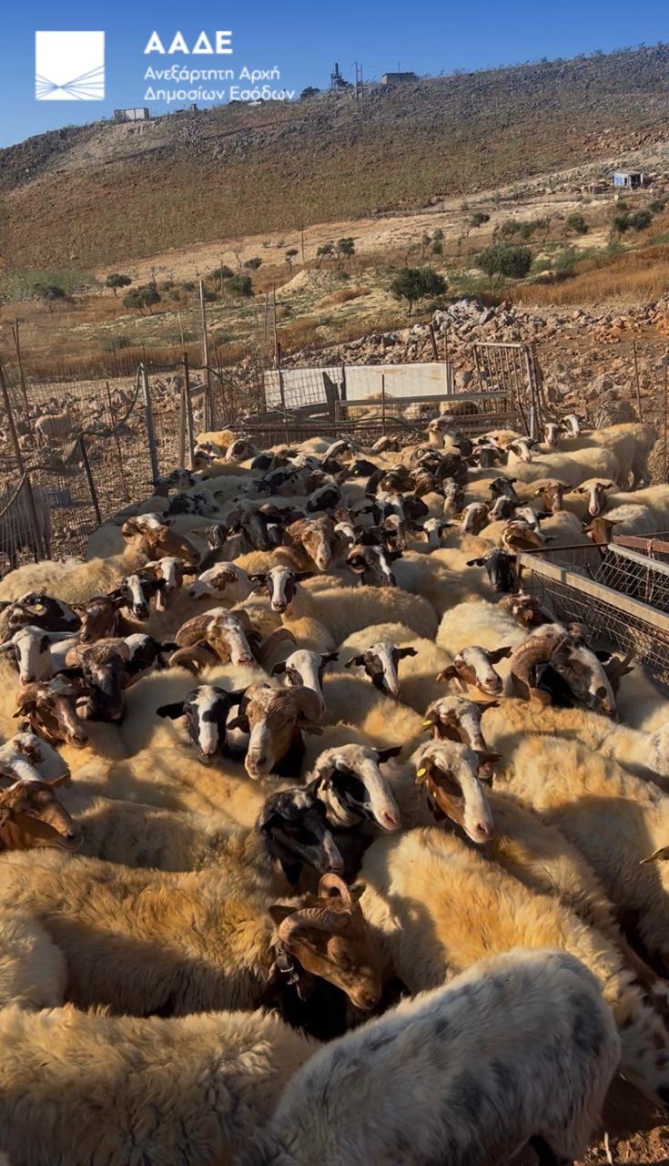 Πρόβατα στην Κρήτη Πρόβατα στην Κρήτη