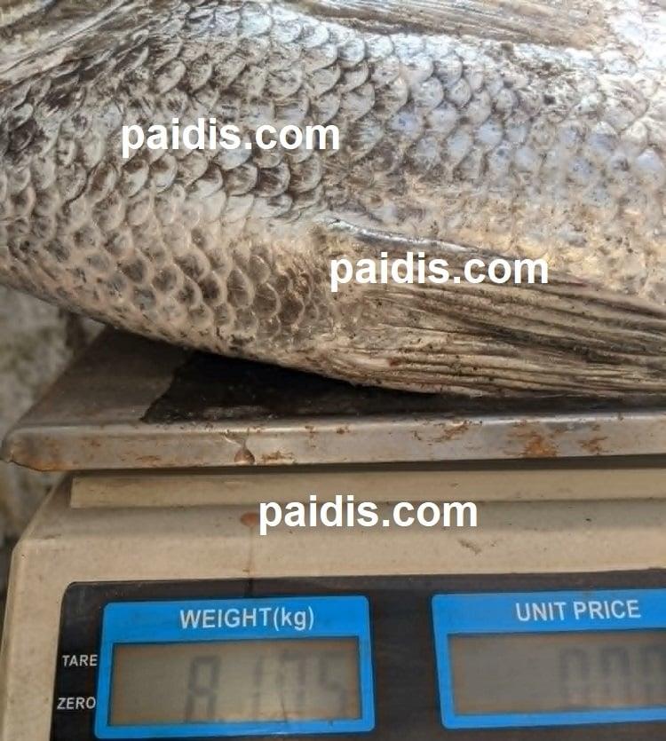 Λοβόψαρο (paidis.com) Λοβόψαρο (paidis.com)