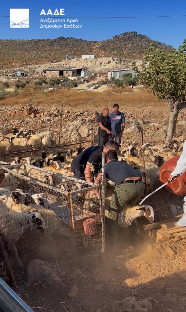 Πρόβατα στην Κρήτη Πρόβατα στην Κρήτη