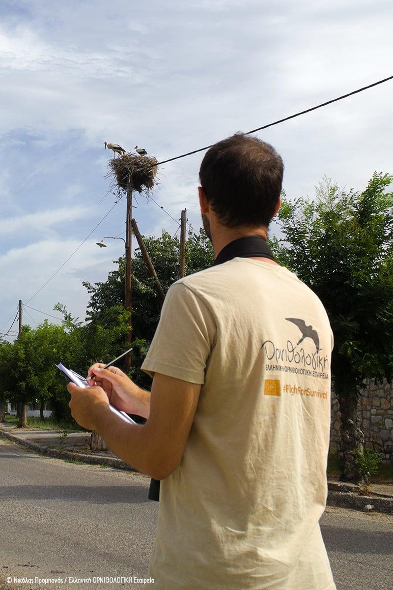 Εθνική απογραφή λευκού πελαργού