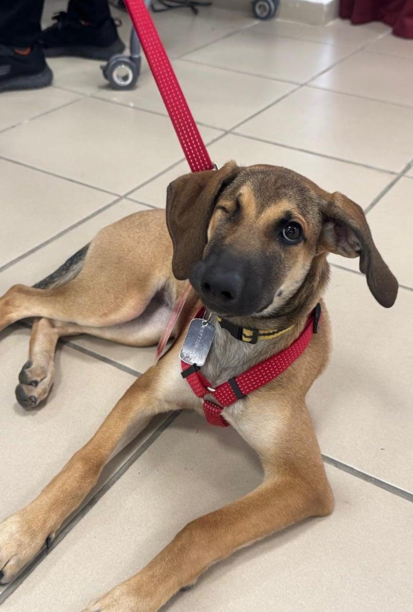 Τα αδέσποτα ως εύκολη λεία για κακοποιητές και δείκτης αύξησης της εγκληματικότητας Τα αδέσποτα ως εύκολη λεία για κακοποιητές και δείκτης αύξησης της εγκληματικότητας