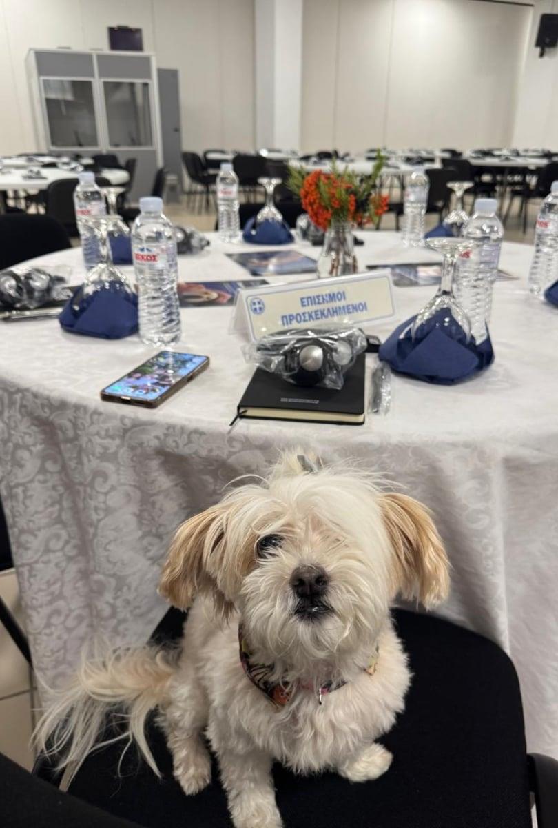 Τα αδέσποτα ως εύκολη λεία για κακοποιητές και δείκτης αύξησης της εγκληματικότητας Τα αδέσποτα ως εύκολη λεία για κακοποιητές και δείκτης αύξησης της εγκληματικότητας