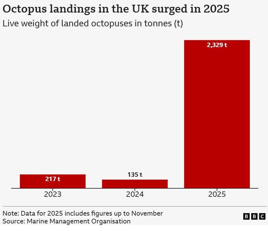 Γράφημα που αποτυπώνει την αύξηση του πληθυσμού των χταποδιών (BBC/MMO)