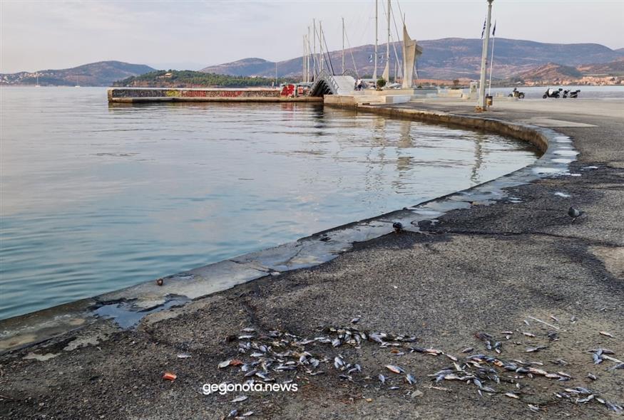 Απίστευτες εικόνες στον Βόλο - Μαζεύουν τα νεκρά ψάρια με απόχες (gegonotanews)