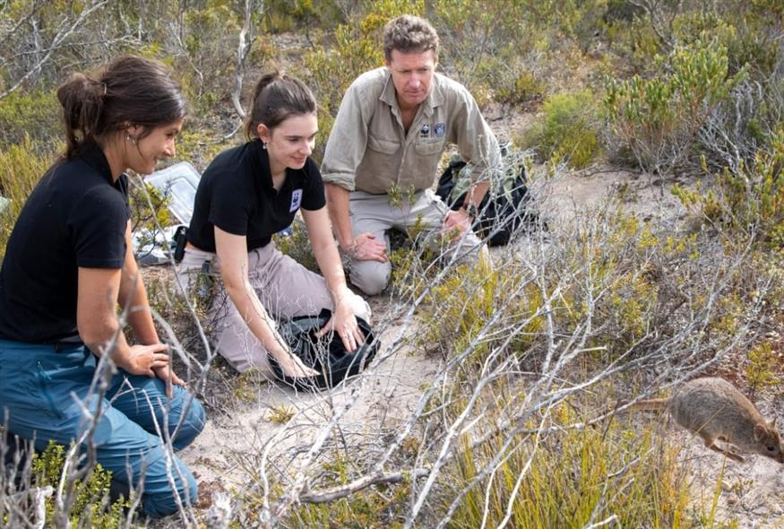 Ερευνητές επιστρέφουν ένα μπετόνγκ στο περιβάλλον του (WWF-Aus / think Mammoth) Ερευνητές επιστρέφουν ένα μπετόνγκ στο περιβάλλον του (WWF-Aus / think Mammoth)