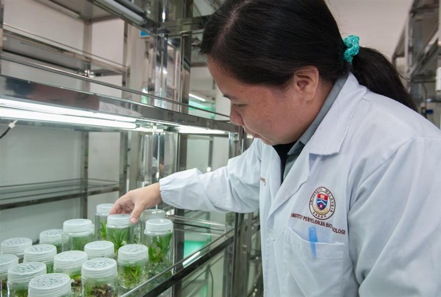 Φυτά - Εργαστήριο