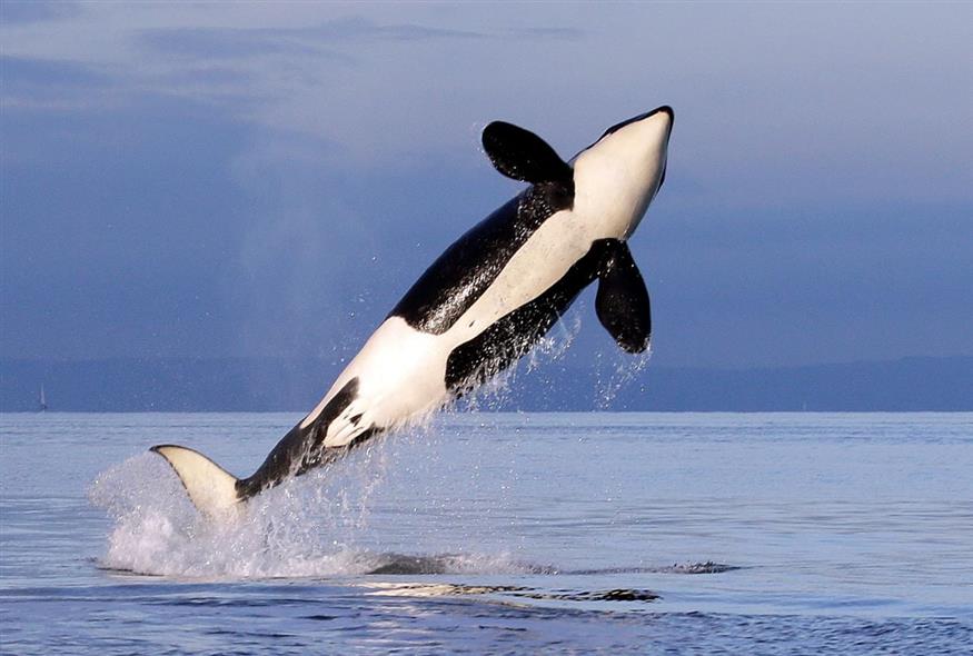 Φάλαινα όρκα (AP Photo/Elaine Thompson, File)