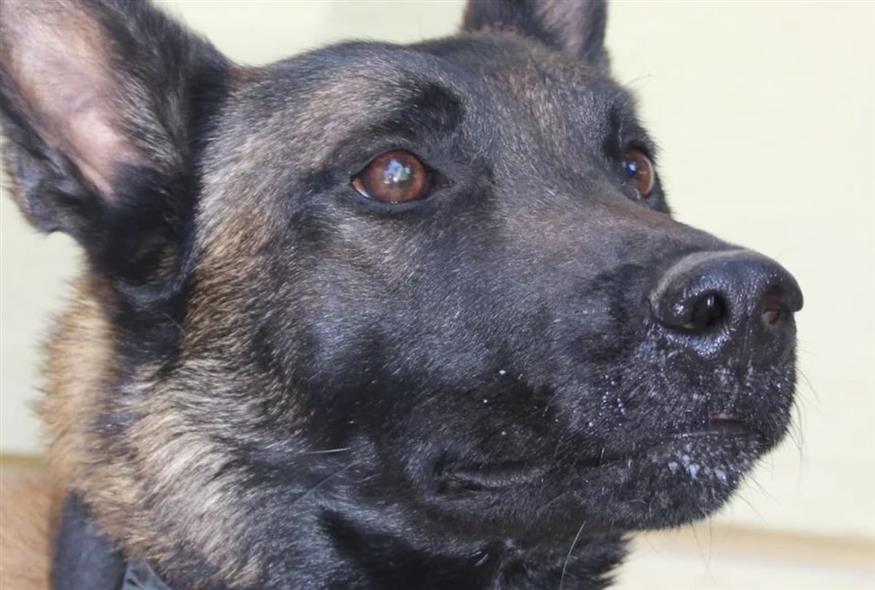 Ο Echo που σύμφωνα με την ομάδα Echo δηλητηριάστηκε