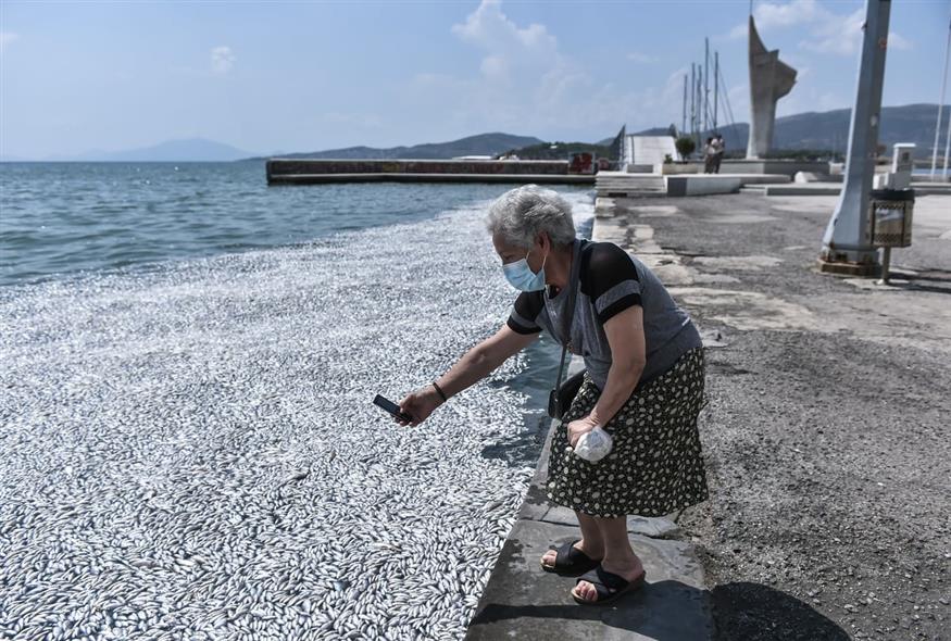 Νεκρά ψάρια στην παραλία του Βόλου (ΒΑΣΙΛΗΣ ΟΙΚΟΝΟΜΟΥ/EUROKINISSI)