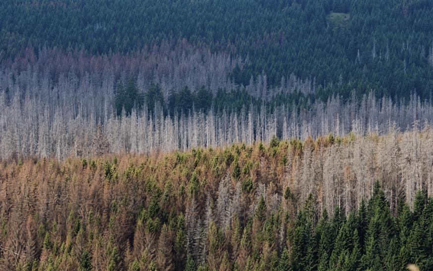 Τα δάση της Γερμανίας καταστρέφονται από την κλιματική αλλαγή (copyright: Julian Stratenschulte/dpa via AP)