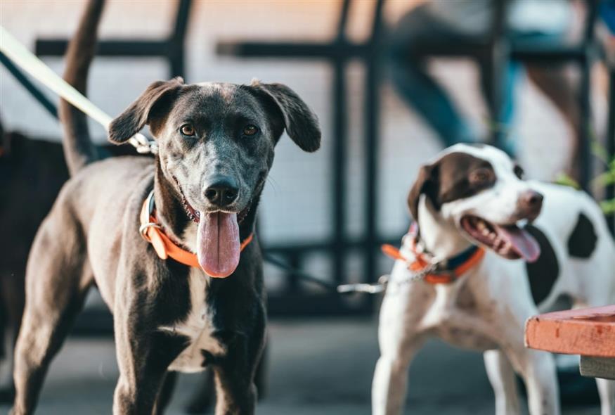 Σκύλοι(Φωτογραφία αρχείου/Unsplash)
