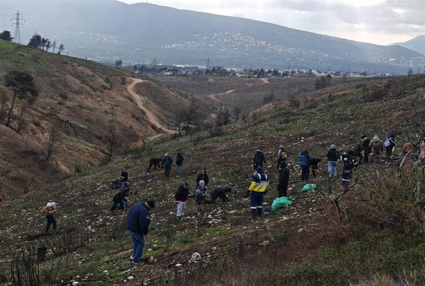 Αναδάσωση στην Δροσοπηγές από τις εθελοντικές ομάδες