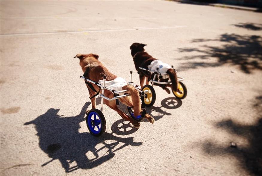 αναπηρικά αμαξίδα για ζώα/plus2feet facebook