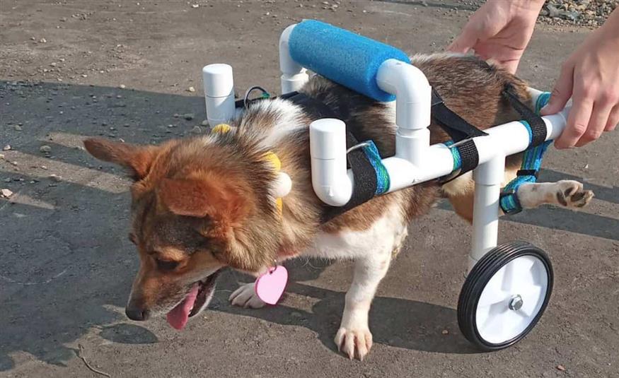 Instagram/ wheelies_dogandcat_wheelchairs