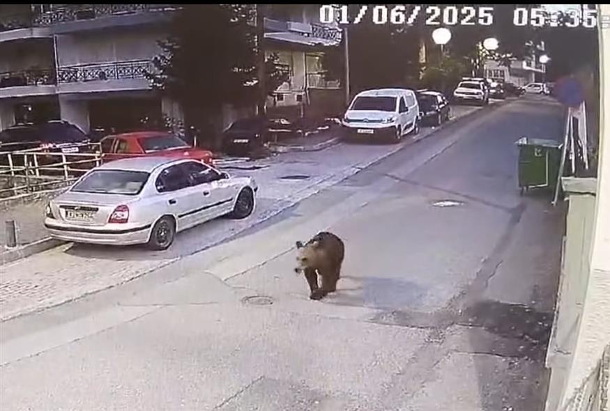 Γρεβενά: Αρκούδα κόβει αμέριμνη βόλτες (Screenshot)