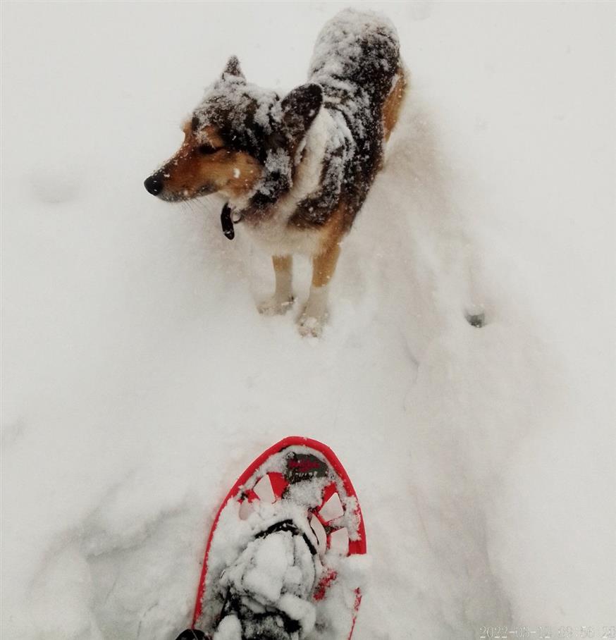 O πρόεδρος του χωριού στους Αμέλαντες μαζί με το σκύλο του και τα χιονοπέδιλα του μοιράζει προμήθειες στα σπίτια