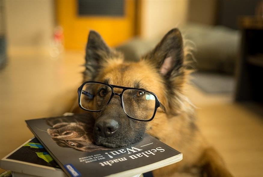 Σκύλος με γυαλιά (Pixabay)