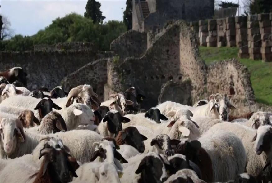 Πρόβατα στην Πομπηία (Screengrab/YouTube)