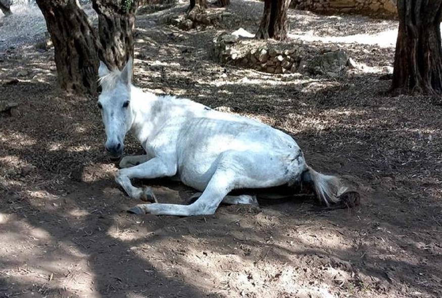 Άλογο βρέθηκε ημιθανές στη Λέσβο (Κιβωτός Μυτιλήνης)