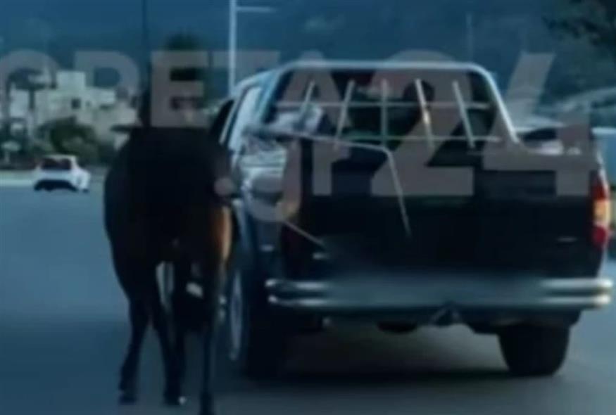 Κακοποίηση αλόγου