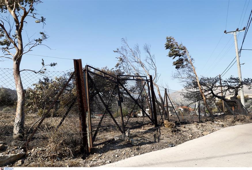 Φωτιά στην Ανατολική Αττική/ INTIME (GALLERY)