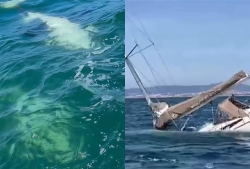 Πορτογαλία: Επίθεση από όρκες σε δυο σκάφη (instagram)