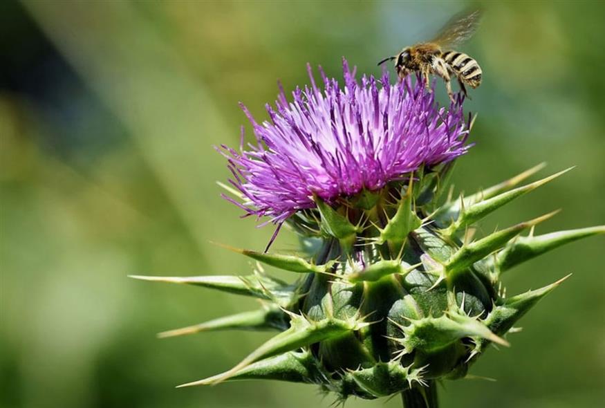 Γαϊδουράγκαθο