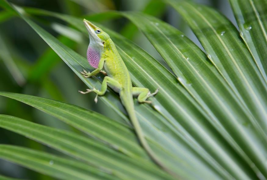 anole