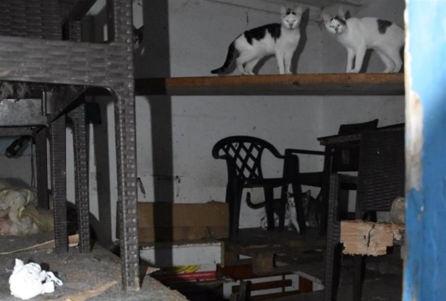 Φωτογραφία-ντοκουμέντο από τον έγκλειστο εφιάλτη των άτυχων γατών Φωτογραφία-ντοκουμέντο από τον έγκλειστο εφιάλτη των άτυχων γατών