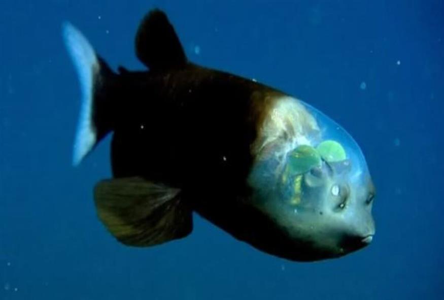 Ψάρι με διάφανο κεφάλι/YouTube Capture