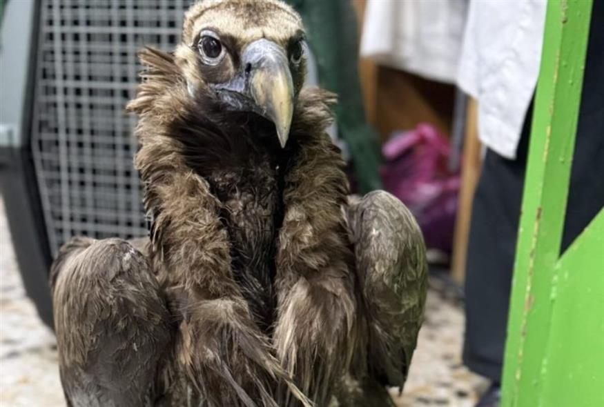 Μαυρογύπας Ιωάννα