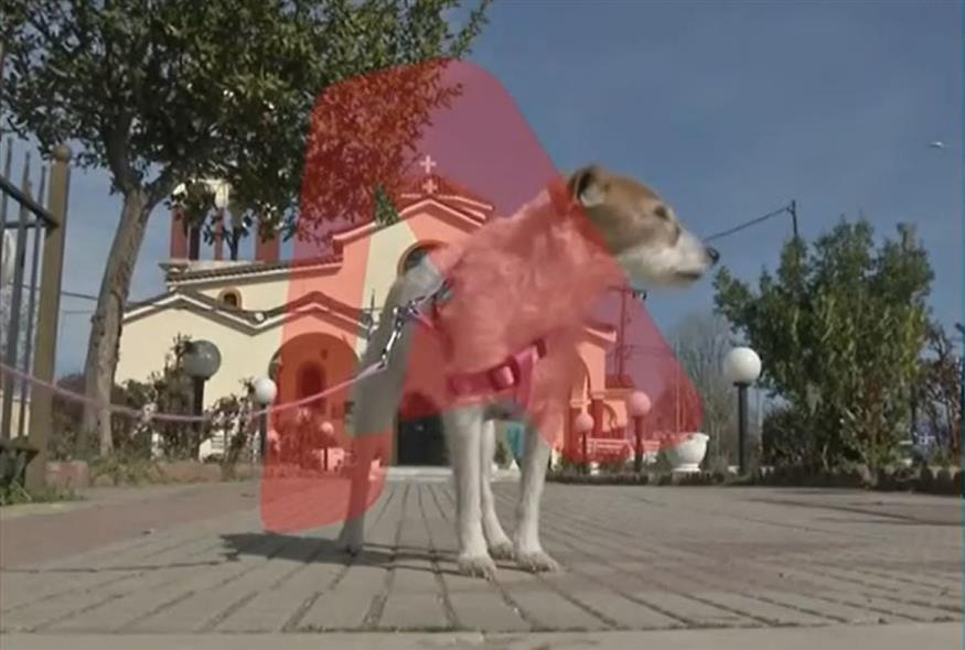 Το σκυλάκι που επέζησε από τη σύγκρουση στα Τέμπη (Alpha)