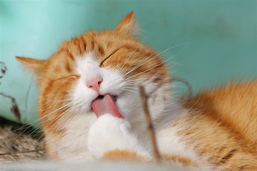 Γάτα (Φωτογραφία Αρχείου)/Copyright: pixabay.com