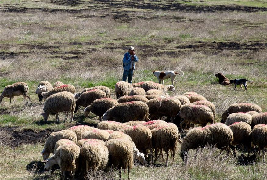Πρόβατα - Φωτογραφία αρχείου (INTIME NEWS/ΤΟΣΙΔΗΣ ΔΗΜΗΤΡΗΣ)