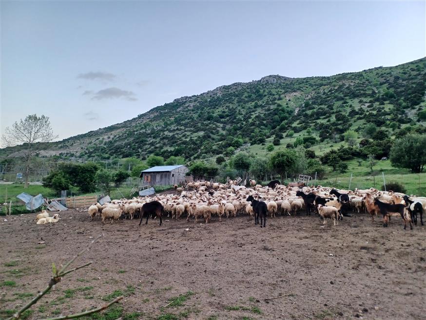Βοσκοτόπι κοντά στο Συρράκο (ethnos.gr) Βοσκοτόπι κοντά στο Συρράκο (ethnos.gr)