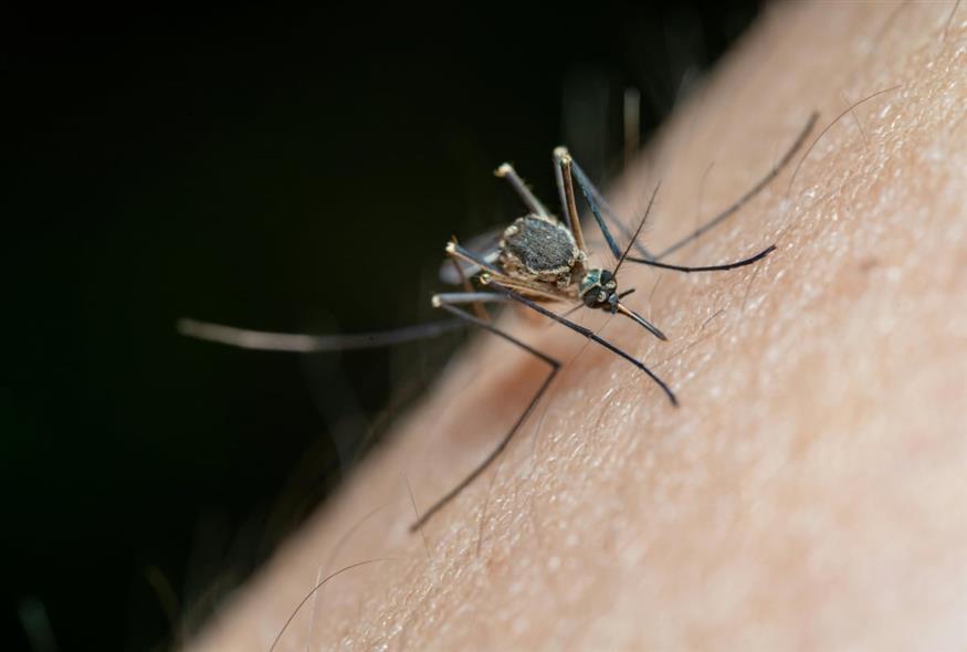 Κουνούπι (Pexels)