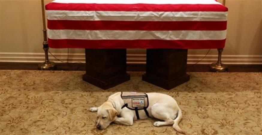 Η σκυλίτσα του Τζορτζ Μπους μπροστά από το φέρετρό του (Twitter: Jim McGrath)