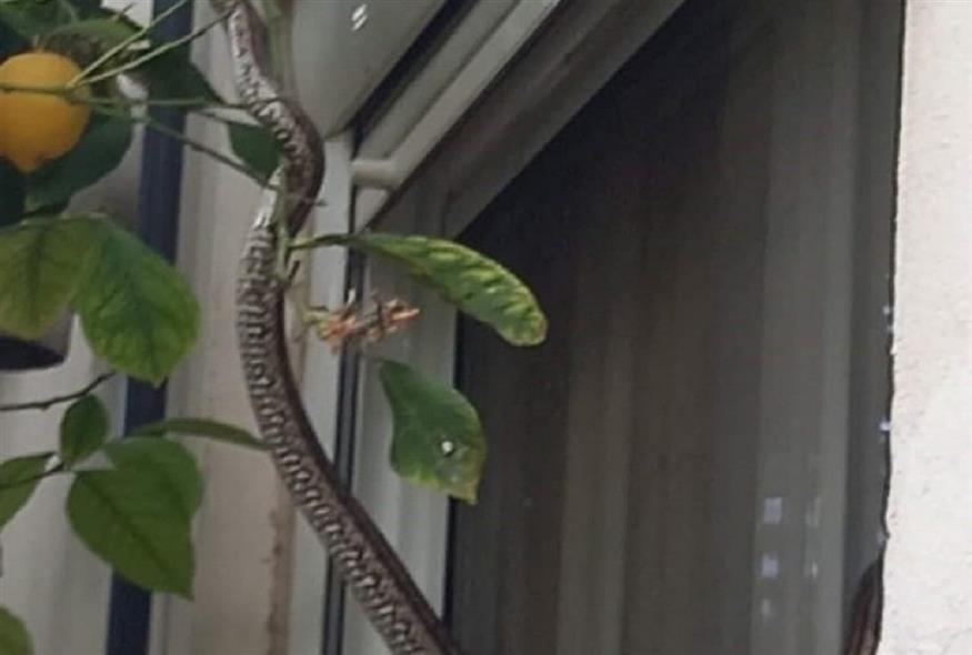 Φίδι σκαρφάλωσε στο παράθυρο του σπιτιού τους