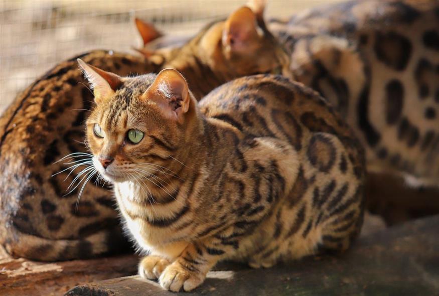 Γάτες Βεγγάλης - (Pixabay)